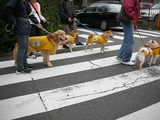 犬行列がゆく