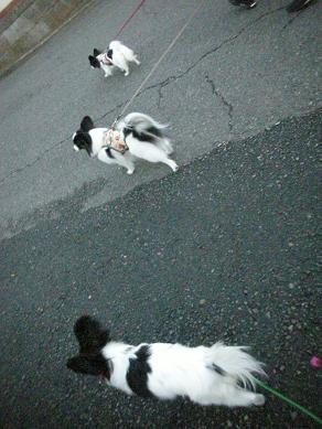 てけてけパピヨンズ